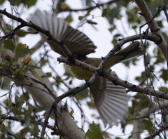 Emberiza citrinella × leucocephalos