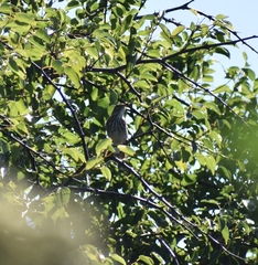 Cercotrichas leucophrys