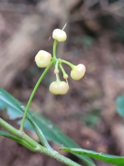 Ardisia quinquegona