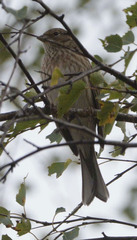 Emberiza citrinella × leucocephalos