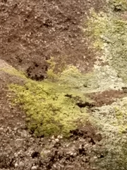 Chrysothrix candelaris