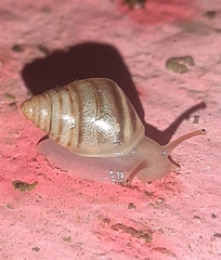 Orthalicoidea
