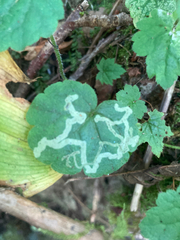 Phytomyza tiarellae