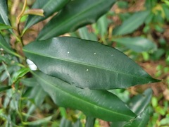 Ardisia quinquegona