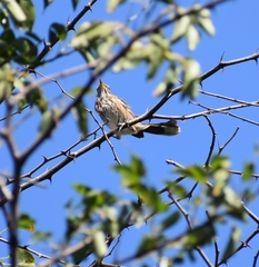 Cercotrichas leucophrys