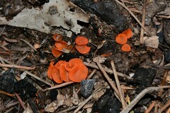 Pulvinula archeri