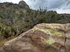 Chrysothrix candelaris