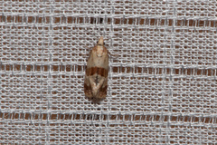 Platphalonidia