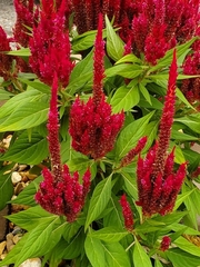 Celosia argentea plumosa