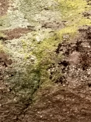 Chrysothrix candelaris