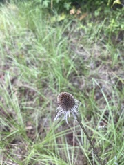 Rudbeckia hirta