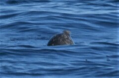 Phoca vitulina vitulina