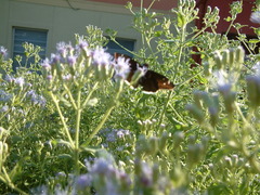 Erynnis tristis