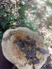 Lactarius scrobiculatus