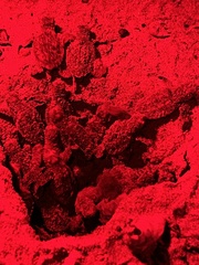 Eretmochelys imbricata