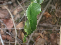 Aceria caliberberis