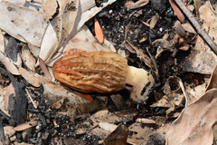 Morchella eximia