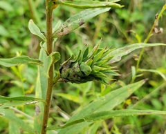 Rhopalomyia solidaginis