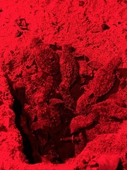 Eretmochelys imbricata