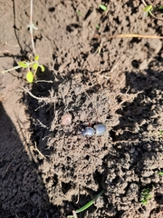 Mecodema moniliferum