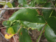 Aceria caliberberis