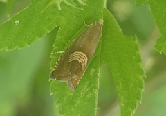 Grapholita delineana