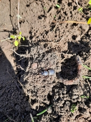 Mecodema moniliferum