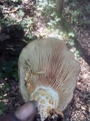 Lactarius scrobiculatus