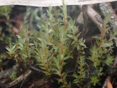 Ptychostomum