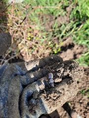 Mecodema moniliferum