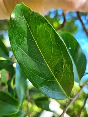 Diospyros morrisiana