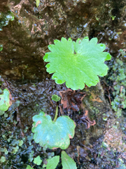 Boykinia occidentalis