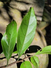 Diospyros morrisiana