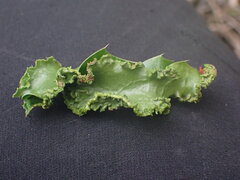 Aceria caliberberis