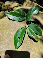 Diospyros morrisiana