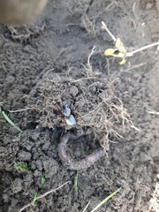 Mecodema moniliferum