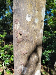 Diospyros morrisiana