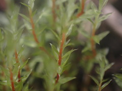 Ptychostomum