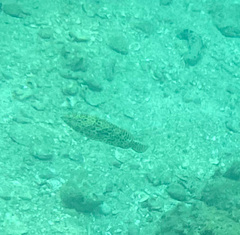 Epinephelus merra