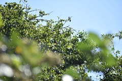 Cercotrichas leucophrys