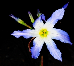 Leucocoryne coquimbensis