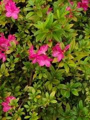 Rhododendron simsii