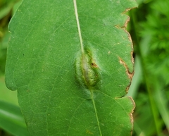 Neolasioptera impatientifolia