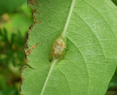 Neolasioptera impatientifolia