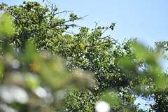 Cercotrichas leucophrys