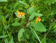 Neolasioptera impatientifolia