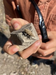 Cyphocleonus achates