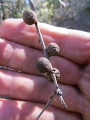Burnettweldia washingtonensis