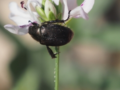 Strigoderma arbicola