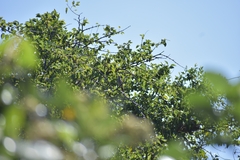 Cercotrichas leucophrys